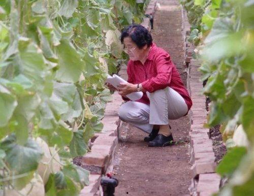 梦自己吃田瓜,田瓜盛宴的奇幻之旅