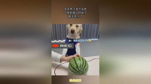 天气太热请你吃瓜,清凉一“瓜”解暑来！