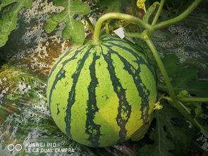 吃瓜群众种植大瓜视频,跟随吃瓜群众一起种植大瓜