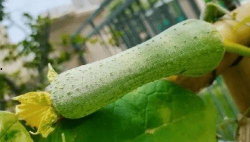 寒露吃瓜,探寻寒露吃瓜的习俗与美食