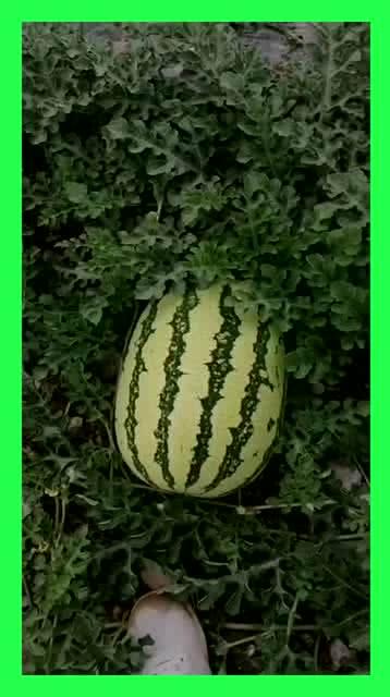 吃瓜吃错地方,吃瓜吃错地方的趣事回顾