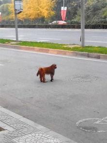 晨练吃瓜遛弯视频,遛弯视频里的悠闲时光