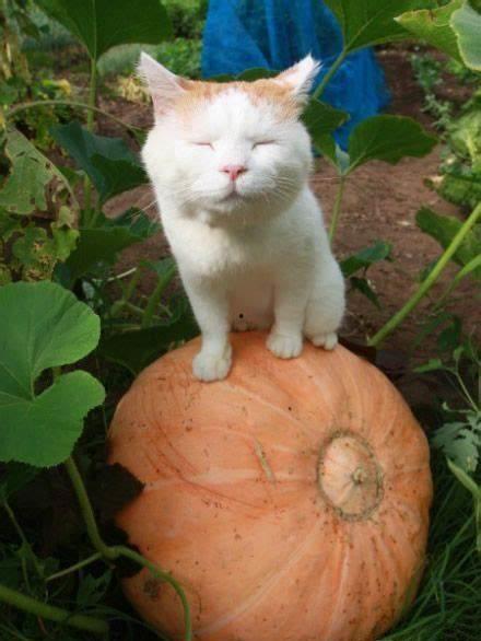 猫狗吃瓜现场,宠物界的“娱乐圈”风云录