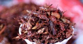 草蜢吃瓜视频,揭秘娱乐圈幕后故事